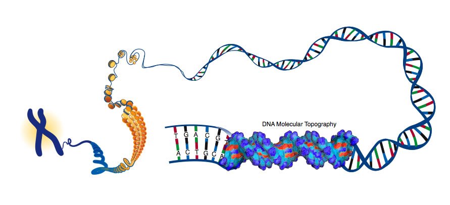 Welcome to the Human Genome: The Most Advanced Computer Operating System in the Universe